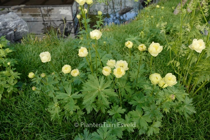Alabaster Globe flower - Trollius x cultorum 'Alabastar' (Globe flower) from E.C. Brown's Nursery Alabaster Globe flower - Trollius x cultorum 'Alabastar' (Globe flower) from E.C. Brown's Nursery