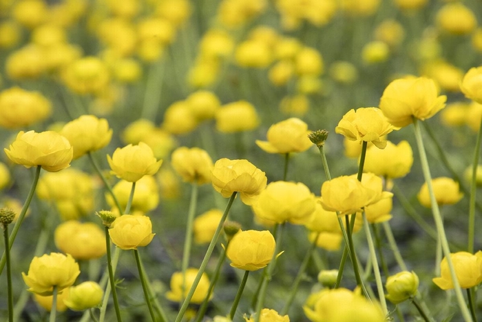 Lemon Queen Globeflower - Trollius x cultorum 'Lemon Queen' (Globeflower) from E.C. Brown's Nursery Lemon Queen Globeflower - Trollius x cultorum 'Lemon Queen' (Globeflower) from E.C. Brown's Nursery