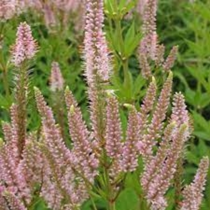 Challenger Culver's Root - Veronicastrum virginicum virg. 'Challenger' from E.C. Brown's Nursery