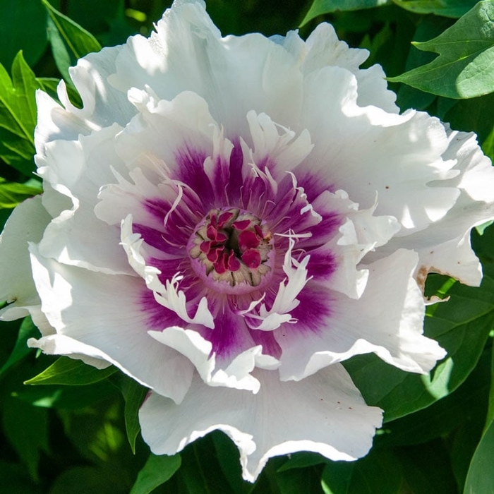 Raggedy Ann ITOH Peony - Paeonia 'Raggedy Ann' (ITOH Peony) from E.C. Brown's Nursery