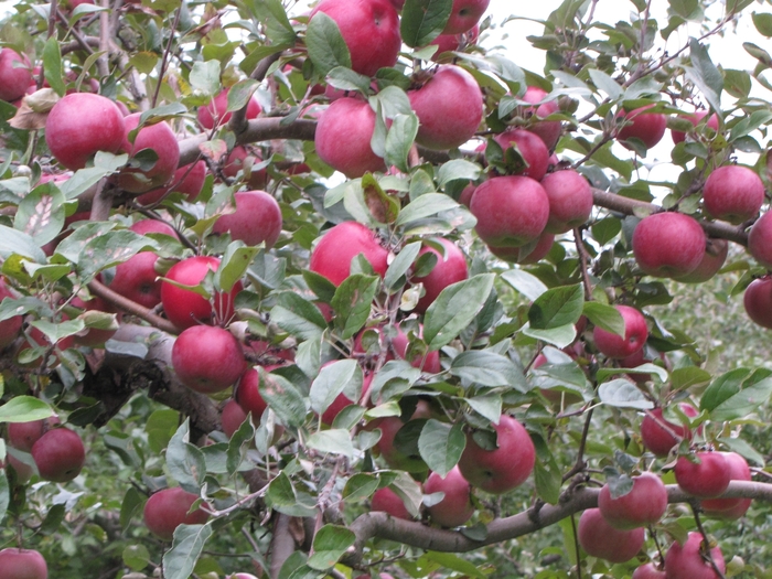 Empire Apple - Apple 'Empire' from E.C. Brown's Nursery