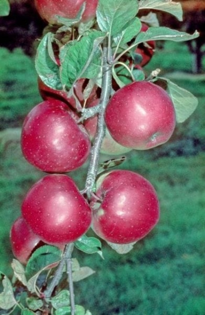 Northern Spy Apple - Apple 'Northern Spy' from E.C. Brown's Nursery