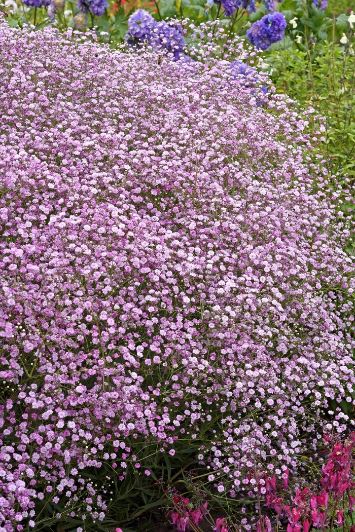 FESTIVAL Pink LadyBaby's Breath - Gypsophila paniculata FESTIVAL 'Pink Lady' from E.C. Brown's Nursery
