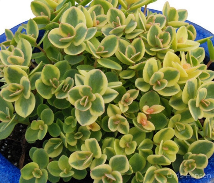 Sunsparkler® Lime Twister - Sedum 'Lime Twister' PP26895 (Stonecrop) from E.C. Brown's Nursery Sunsparkler® Lime Twister - Sedum 'Lime Twister' PP26895 (Stonecrop) from E.C. Brown's Nursery