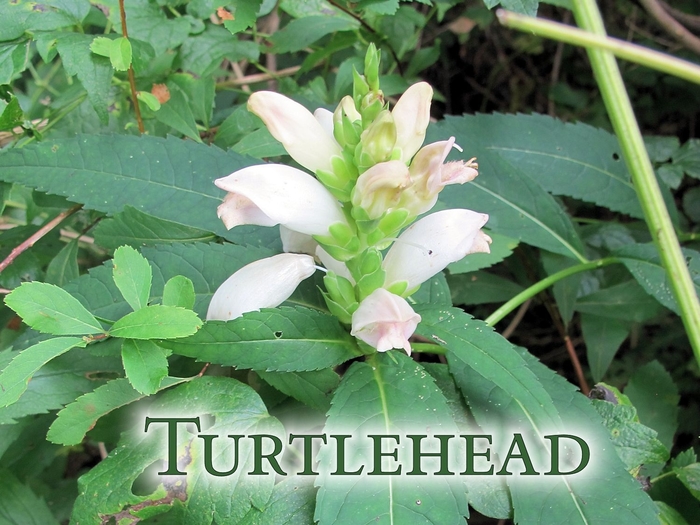 White Turtlehead - Chelone obliqua 'Alba' from E.C. Brown's Nursery