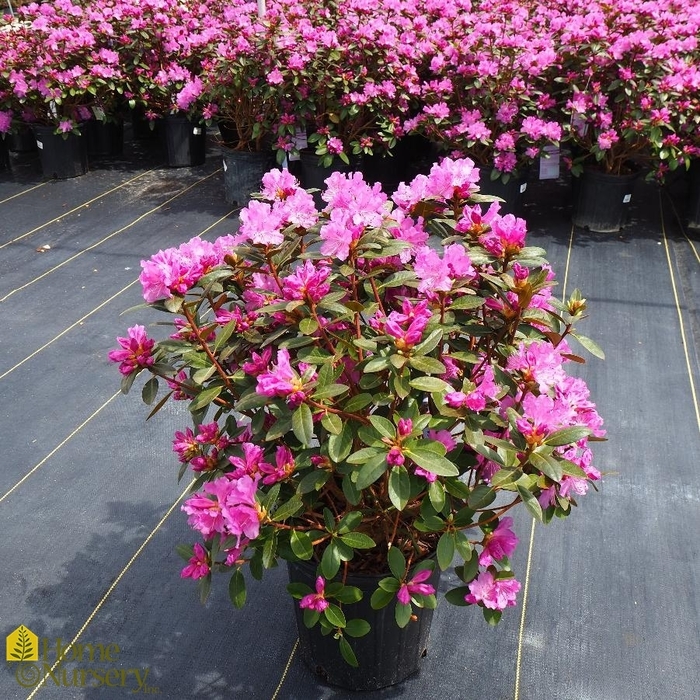 PJM Elite Rhododendron - Rhododendron 'P.J.M. Elite' from E.C. Brown's Nursery