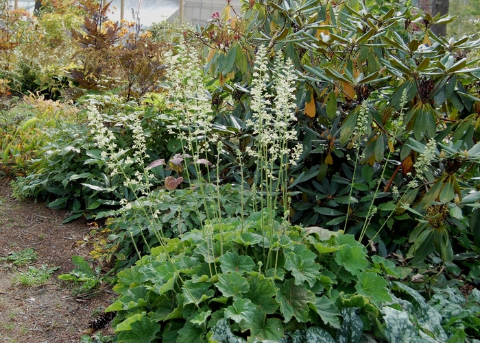 Autumn Bride Coral Bells - Heuchera villosa 'Autumn Bride' from E.C. Brown's Nursery Autumn Bride Coral Bells - Heuchera villosa 'Autumn Bride' from E.C. Brown's Nursery