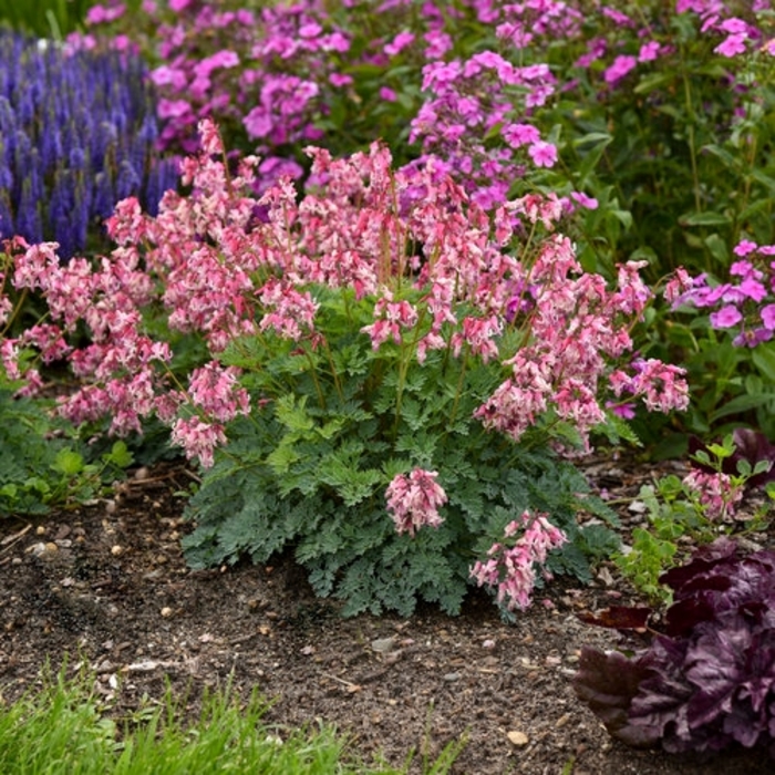 Pink Diamonds Everblooming Bleeding Heart - Dicentra x 'Pink Diamonds' from E.C. Brown's Nursery