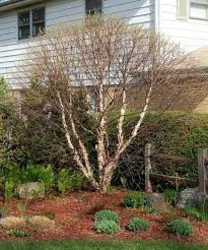 Fox Valley™ River Birch - Betula nigra 'Little King' from E.C. Brown's Nursery Fox Valley™ River Birch - Betula nigra 'Little King' from E.C. Brown's Nursery