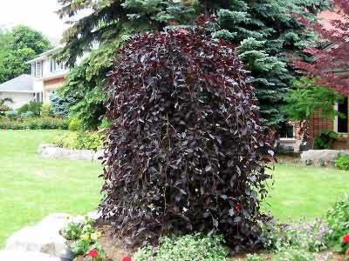 European Beech - Fagus sylvatica 'Purple Fountain' from E.C. Brown's Nursery