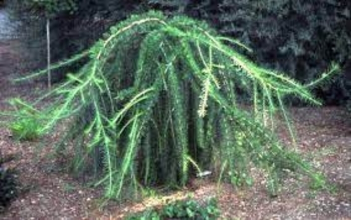Contorted European Larch - Larix decidua 'Varied Directions' from E.C. Brown's Nursery Contorted European Larch - Larix decidua 'Varied Directions' from E.C. Brown's Nursery