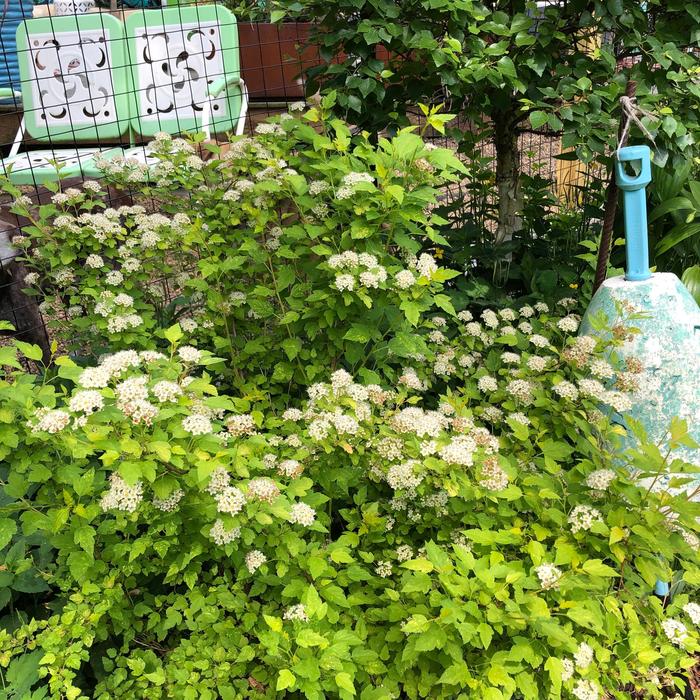 Raspberry Lemonade™ Ninebark - Physocarpus opulifolius 'ZLEYel2' PP31198 from E.C. Brown's Nursery