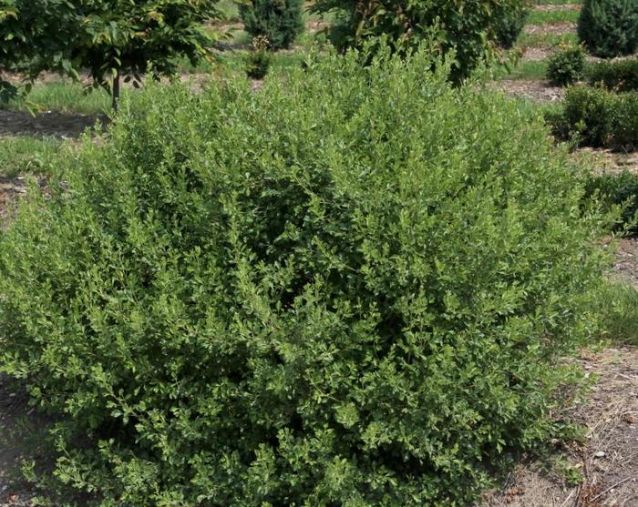 'Lacette™' Fragrant Sumac - Rhus aromatica from E.C. Brown's Nursery
