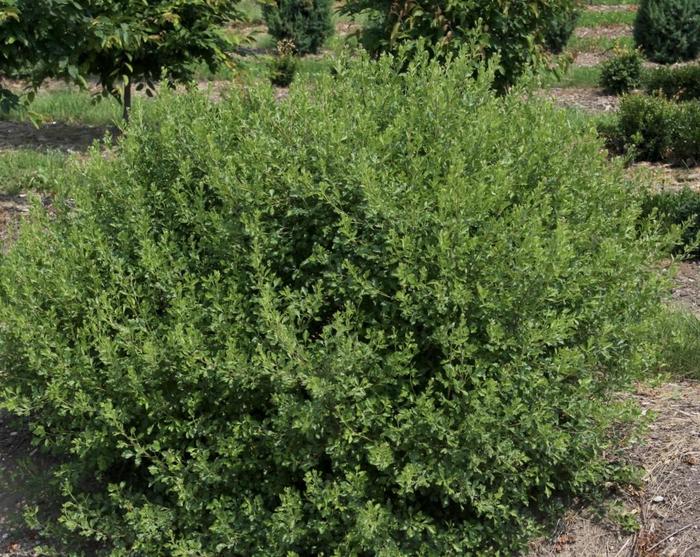 'Lacette™' Fragrant Sumac - Rhus aromatica from E.C. Brown's Nursery 'Lacette™' Fragrant Sumac - Rhus aromatica from E.C. Brown's Nursery