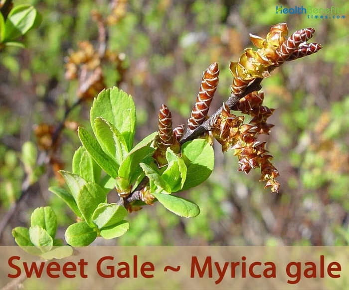 Sweet Gale - Myrica gale (Sweet Gale) from E.C. Brown's Nursery