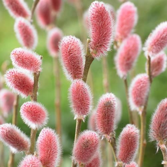 MT Aso Bigcatkin Willow - Salix gracilistyla 'Mt Aso' from E.C. Brown's Nursery