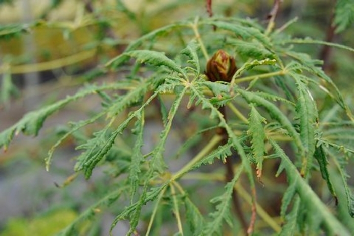 Horse Chestnut - Aesculus hippocastanum from E.C. Brown's Nursery Horse Chestnut - Aesculus hippocastanum from E.C. Brown's Nursery