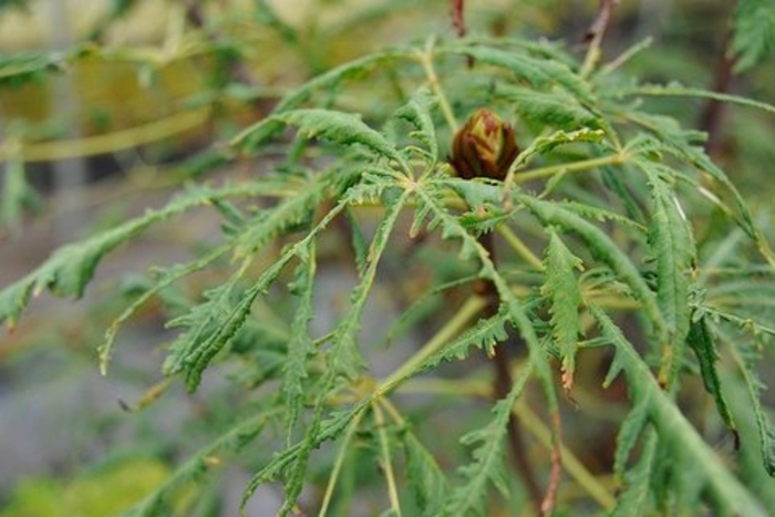 Horse Chestnut - Aesculus hippocastanum from E.C. Brown's Nursery