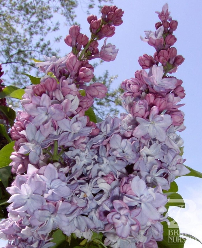 Katherine Havemyer Lilac - Syringa vulgaris 'Katherine Havemyer' from E.C. Brown's Nursery