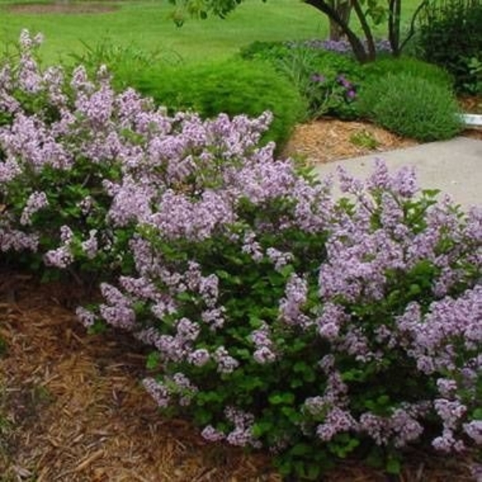 Dwarf Korean Lilac - Syringa meyeri ''Palibin'' from E.C. Brown's Nursery Dwarf Korean Lilac - Syringa meyeri ''Palibin'' from E.C. Brown's Nursery