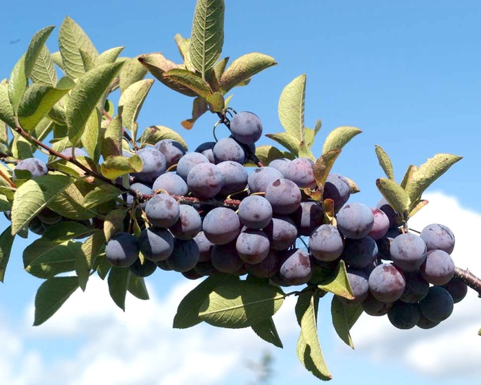 Beach Plum - Prunus maritima from E.C. Brown's Nursery