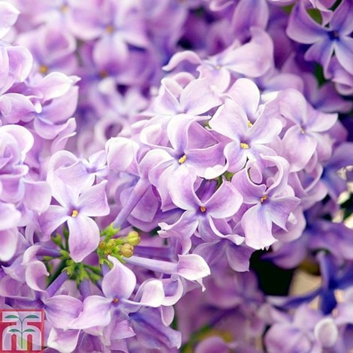 Lavender Lady Lilac - Syringa vulgaris 'Lavender Lady' (Lilac) from E.C. Brown's Nursery