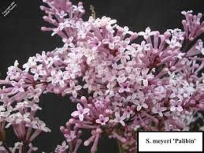 Colby's Wishing Star Lilac - Syringa vulgaris 'Colby's Wishing Star' from E.C. Brown's Nursery