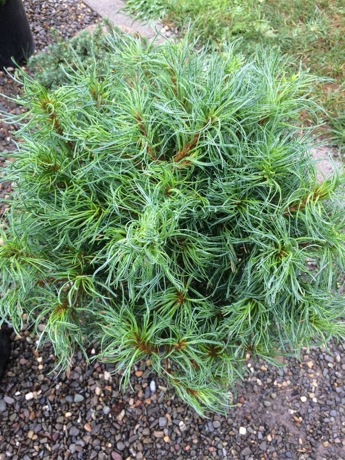 Mega Twist' Eastern White Pine - Pinus strobus from E.C. Brown's Nursery Mega Twist' Eastern White Pine - Pinus strobus from E.C. Brown's Nursery