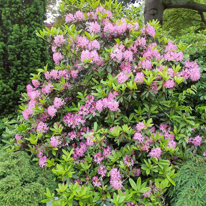 Compacta Rhododendron - Rhododendron maximum 'Compacta' (Rhododendron) from E.C. Brown's Nursery