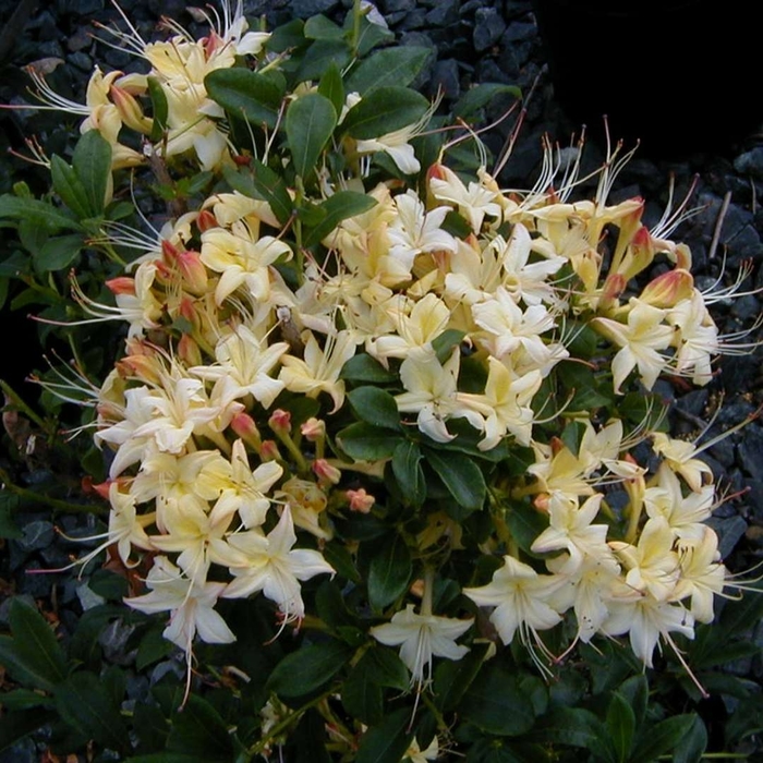Weston's Lemon Drop Azalea - Rhododendron 'Weston's Lemon Drop' (Azalea) from E.C. Brown's Nursery