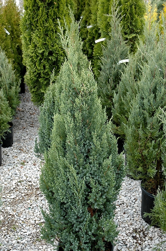 Ontario Green Juniper - Juniperus chinensis 'Ontario Green' (Juniper) from E.C. Brown's Nursery