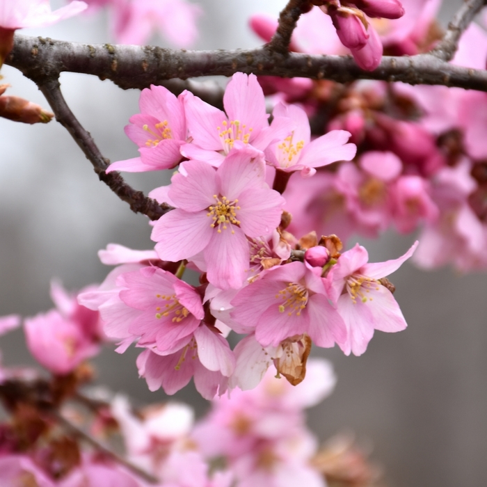 Pink Flair® Cherry - Prunus sargentii 'JFS-KW58' PPAF (Cherry) from E.C. Brown's Nursery Pink Flair® Cherry - Prunus sargentii 'JFS-KW58' PPAF (Cherry) from E.C. Brown's Nursery