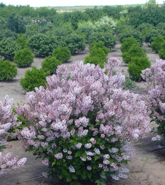 Dream Cloud™ Lilac - Syringa patula ''KLMone'' from E.C. Brown's Nursery Dream Cloud™ Lilac - Syringa patula ''KLMone'' from E.C. Brown's Nursery