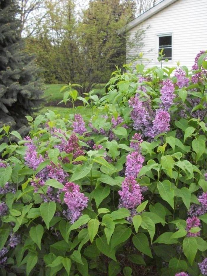 'Prairie Petite' Lilac - Syringa vulgaris 'Prairie Petite' from E.C. Brown's Nursery