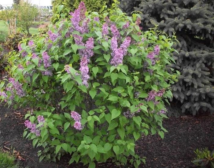 'Tiny Dancer™' Lilac - Syringa vulgaris from E.C. Brown's Nursery 'Tiny Dancer™' Lilac - Syringa vulgaris from E.C. Brown's Nursery