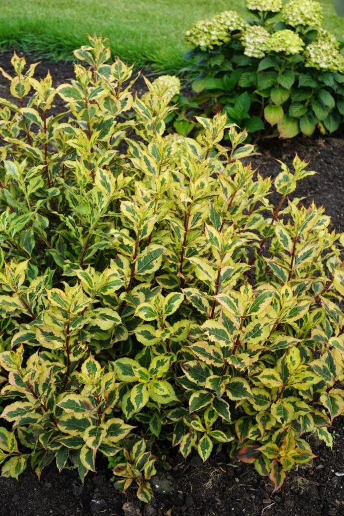 Rainbow Sensation™ - Weigela florida 'Kolmagira' PP20,384 from E.C. Brown's Nursery