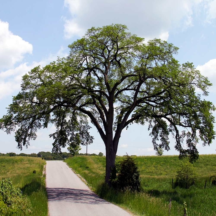 Princeton American Elm - Ulmus americana 'Princeton' (American Elm) from E.C. Brown's Nursery