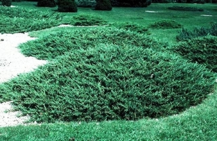 Sargent juniper - Juniperus chinensis var. sargentii from E.C. Brown's Nursery