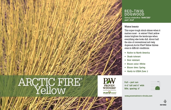 Arctic Fire® Yellow - Cornus stolonifera from E.C. Brown's Nursery Arctic Fire® Yellow - Cornus stolonifera from E.C. Brown's Nursery