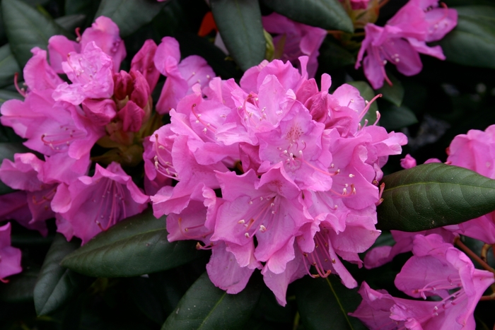 'Roseum Elegans' - Rhododendron hybrid from E.C. Brown's Nursery