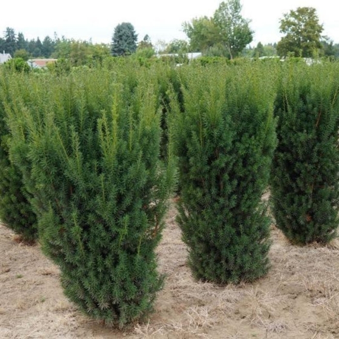 Hick's Yew - Taxus x media 'Hicksii' from E.C. Brown's Nursery Hick's Yew - Taxus x media 'Hicksii' from E.C. Brown's Nursery