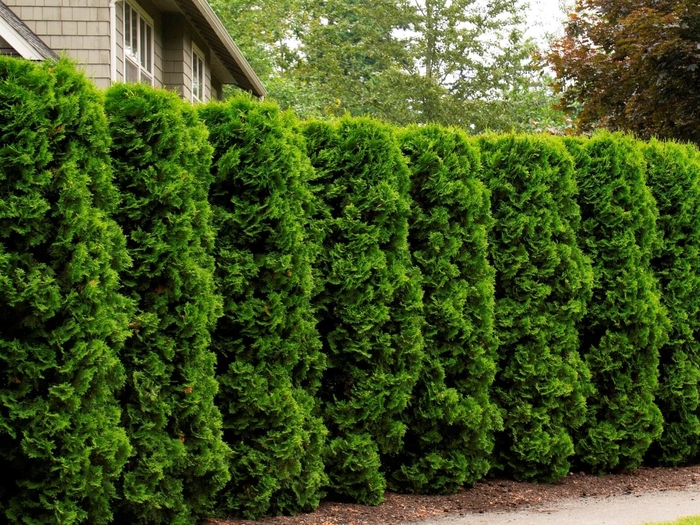  'Holmstrup' - Thuja occidentalis from E.C. Brown's Nursery