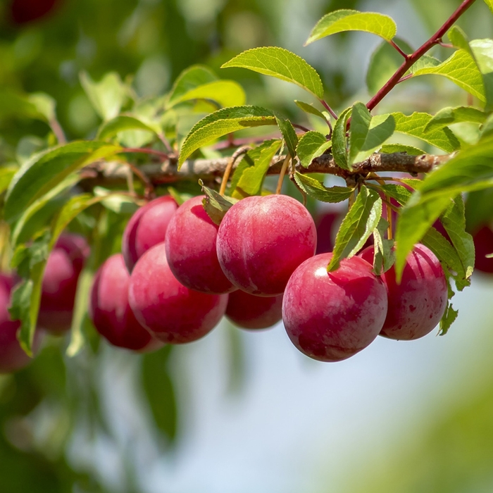 Alderman Plum - Prunus 'Alderman' (Plum) from E.C. Brown's Nursery Alderman Plum - Prunus 'Alderman' (Plum) from E.C. Brown's Nursery