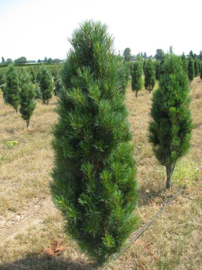 Stowe Pillar Eastern White Pine - Pinus strobus 'Stowe Pillar' (Eastern White Pine) from E.C. Brown's Nursery