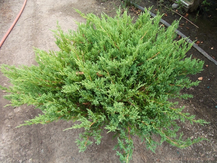 Youngstown Andorra Juniper - Juniperus horizontalis 'Youngstown' (Andorra Juniper) from E.C. Brown's Nursery Youngstown Andorra Juniper - Juniperus horizontalis 'Youngstown' (Andorra Juniper) from E.C. Brown's Nursery