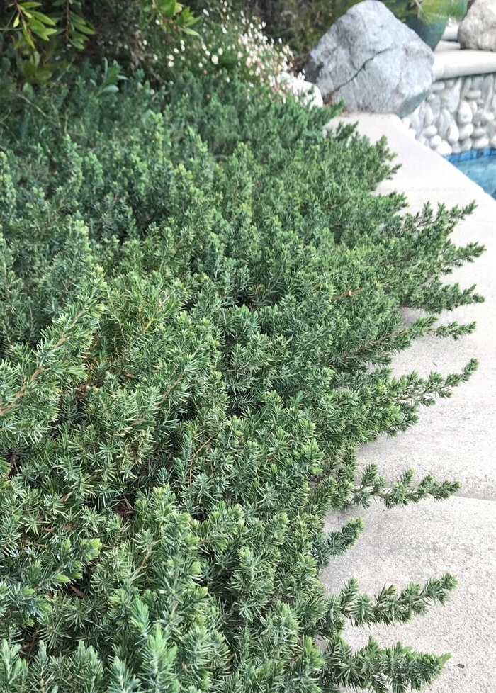 Blue Pacific Juniper - Juniperus conferta 'Blue Pacific' from E.C. Brown's Nursery Blue Pacific Juniper - Juniperus conferta 'Blue Pacific' from E.C. Brown's Nursery