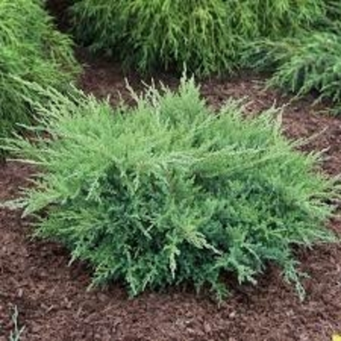 Pfitzeriana Compacta Compact Pfitzer Juniper - Juniperus chinensis 'Pfitzeriana Compacta' (Compact Pfitzer Juniper) from E.C. Brown's Nursery