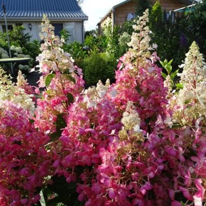 Candelabra™ Hydrangea - Hydrangea paniculata 'Candelabra™' PP27472 (Hydrangea) from E.C. Brown's Nursery