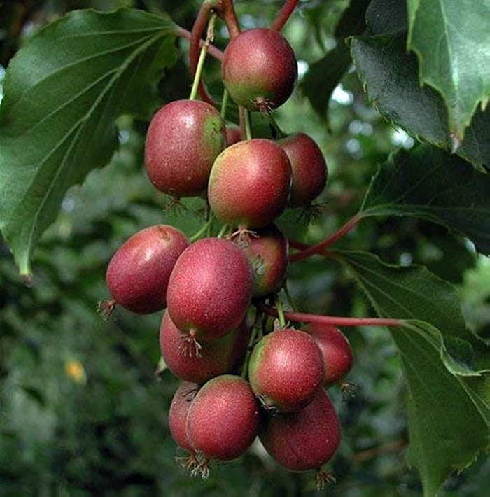 Red Beauty (female)l Kiwi Vine - Actinidia kolomitka 'Red Beauty' from E.C. Brown's Nursery