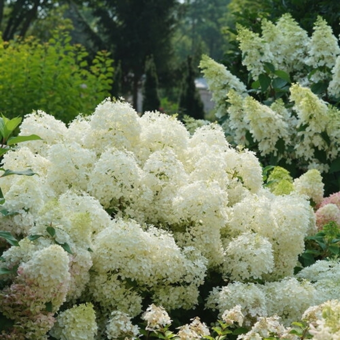 Pufferfish Hydrangea - Hydrangea paniculata 'Pufferfish' from E.C. Brown's Nursery Pufferfish Hydrangea - Hydrangea paniculata 'Pufferfish' from E.C. Brown's Nursery